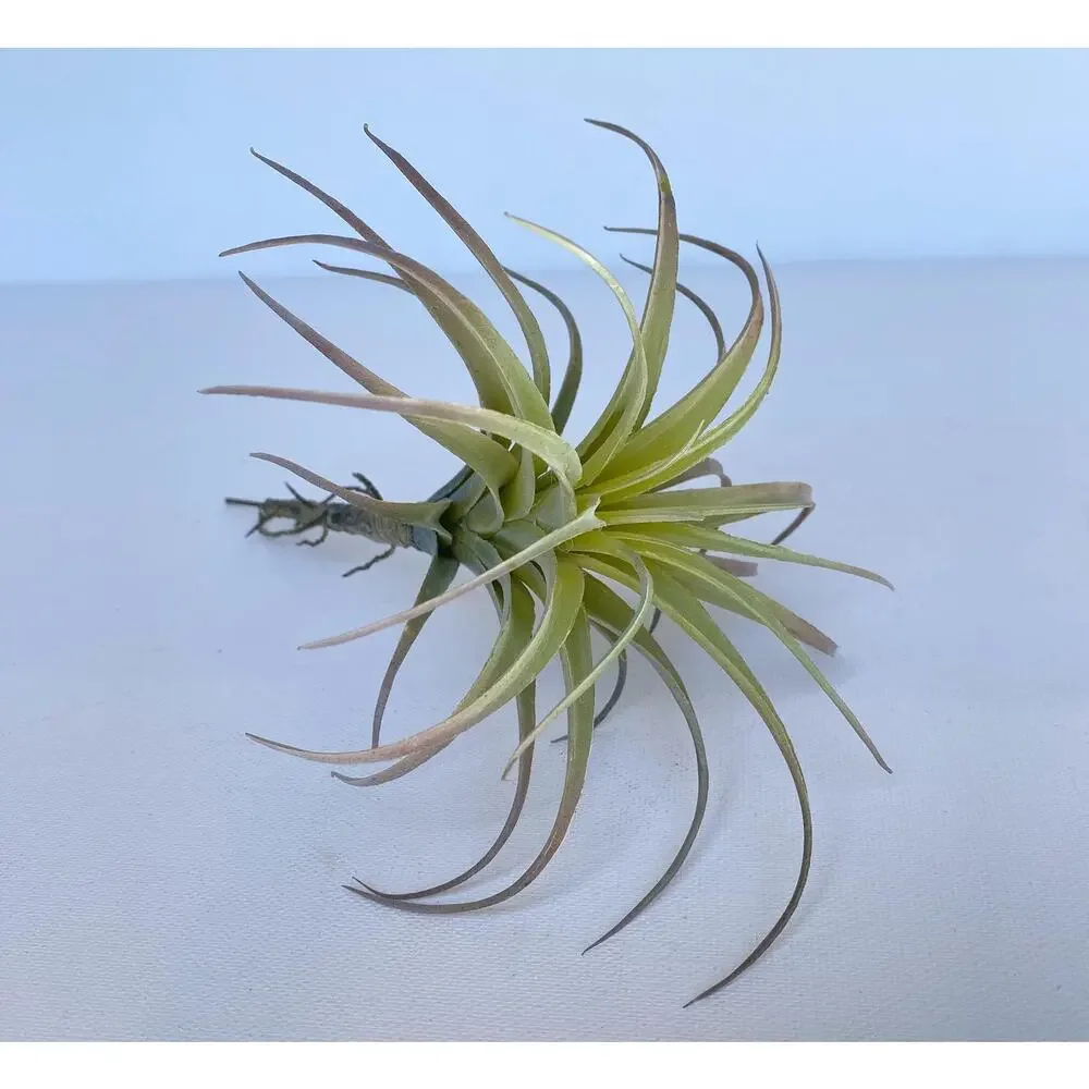 Artificial Air Plant - large Faux Air Plant Pick, Tillandsia Lonantha - Picture 2 of 6